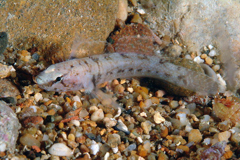 Millerigobius macrocephalus